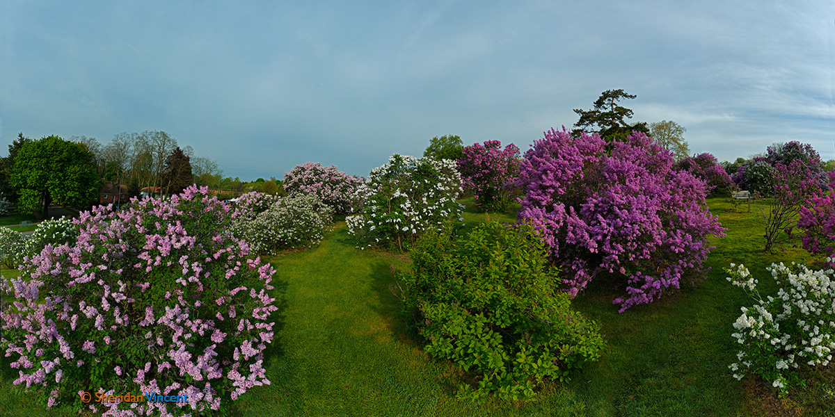 More Lilacs Highland Park