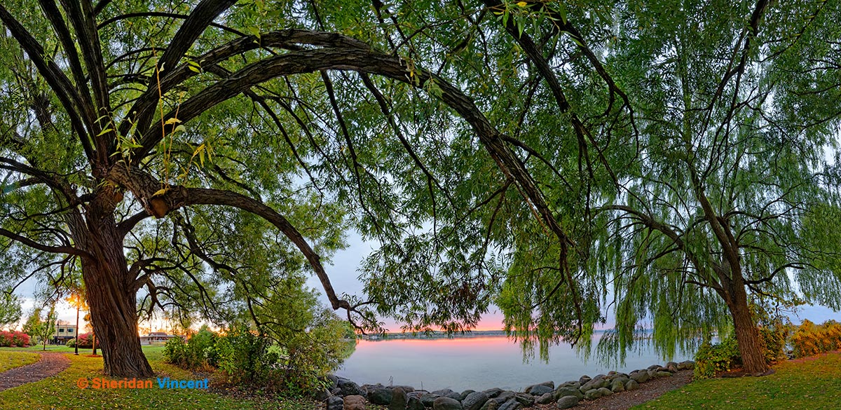 Willows: Canandaigua Lake Sunrise by Sheridan Vincent