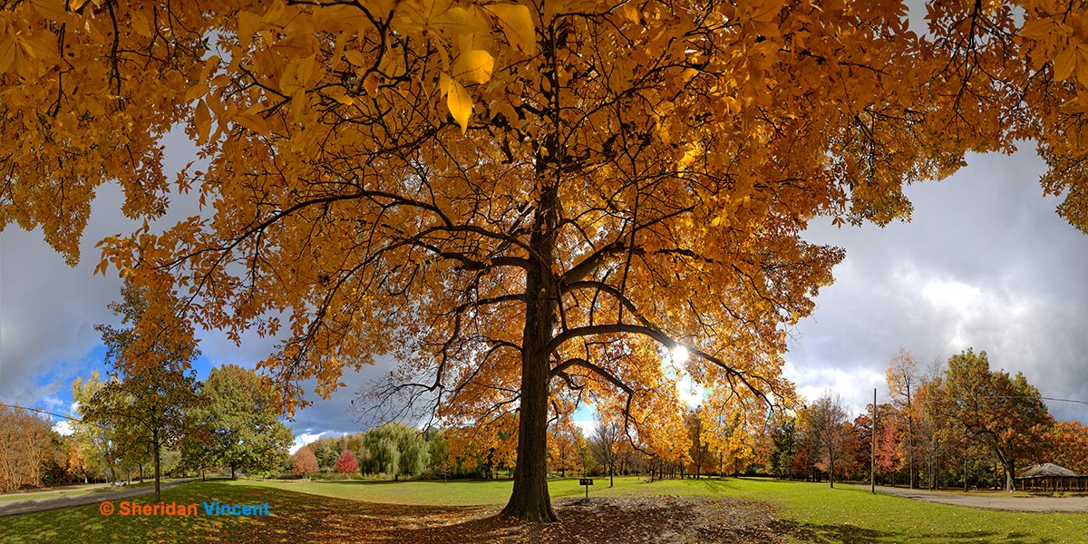 Hickory at Seneca Park by Sheridan Vincent