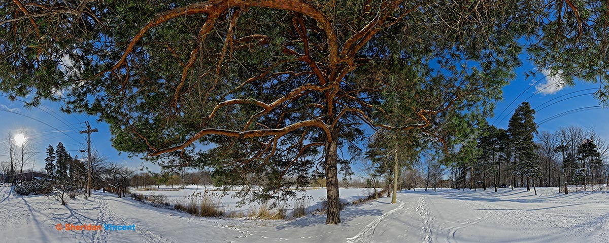 Red Spruce: Seneca Park by Sheridan Vincent