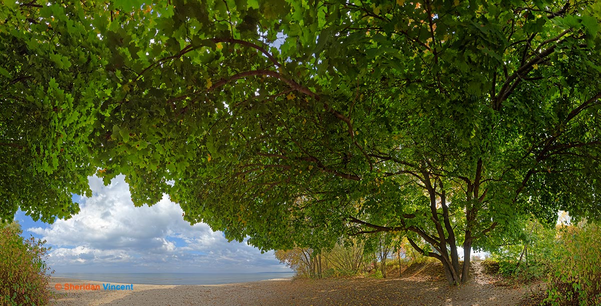 Maple Durand Eastman Beach by Sheridan Vincent