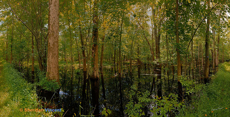Mendon Ponds Park Swamp