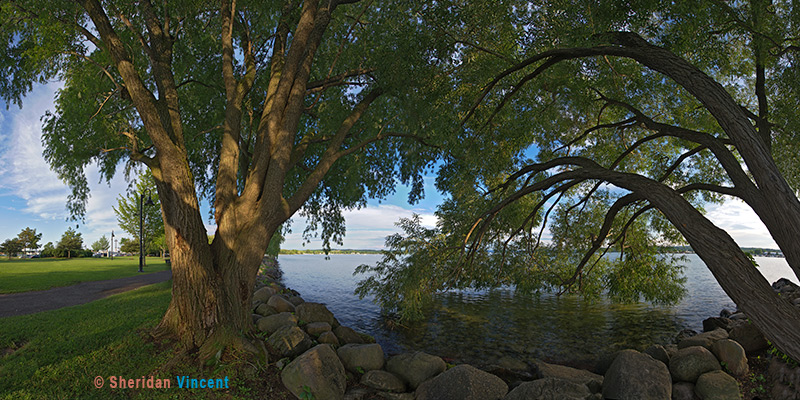 Boughs on Canandaigua Lake by Sheridan Vincent