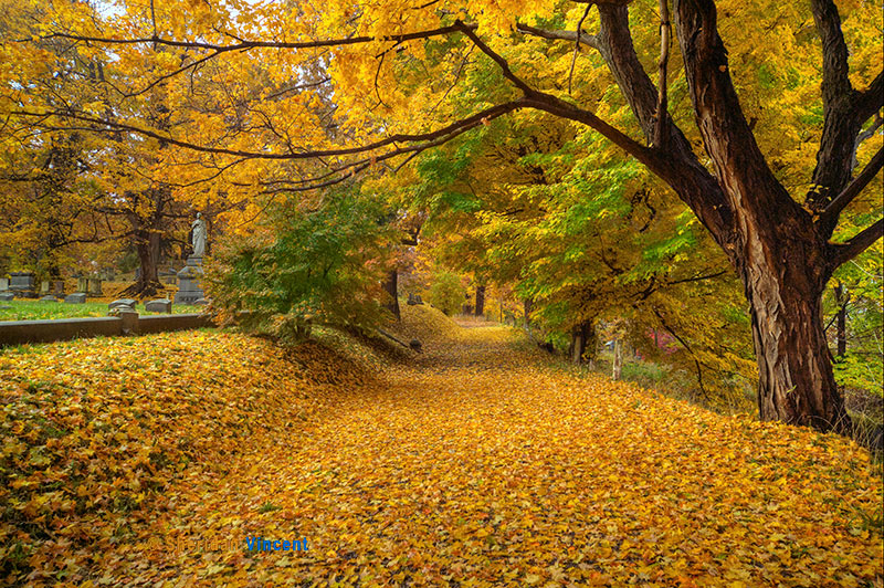 Yellow Leaf Road by Sheridan Vincent